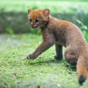 JAGUARUNDI